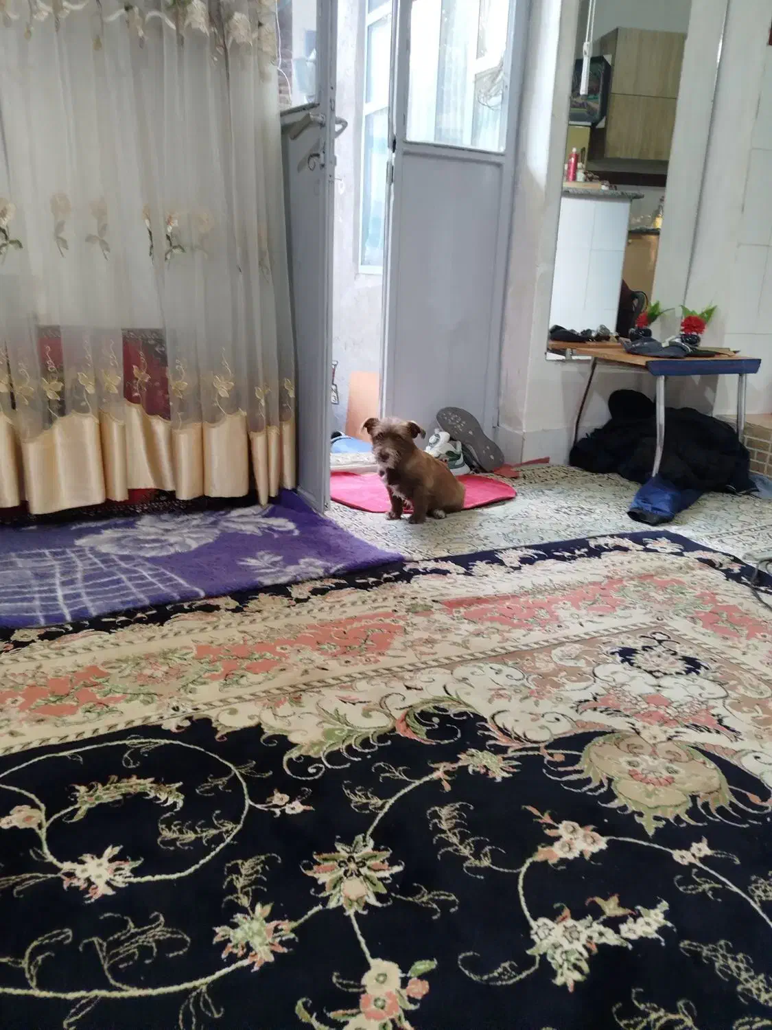 واگذاری سگ پنج ماهه|سگ|مراغه, |دیوار