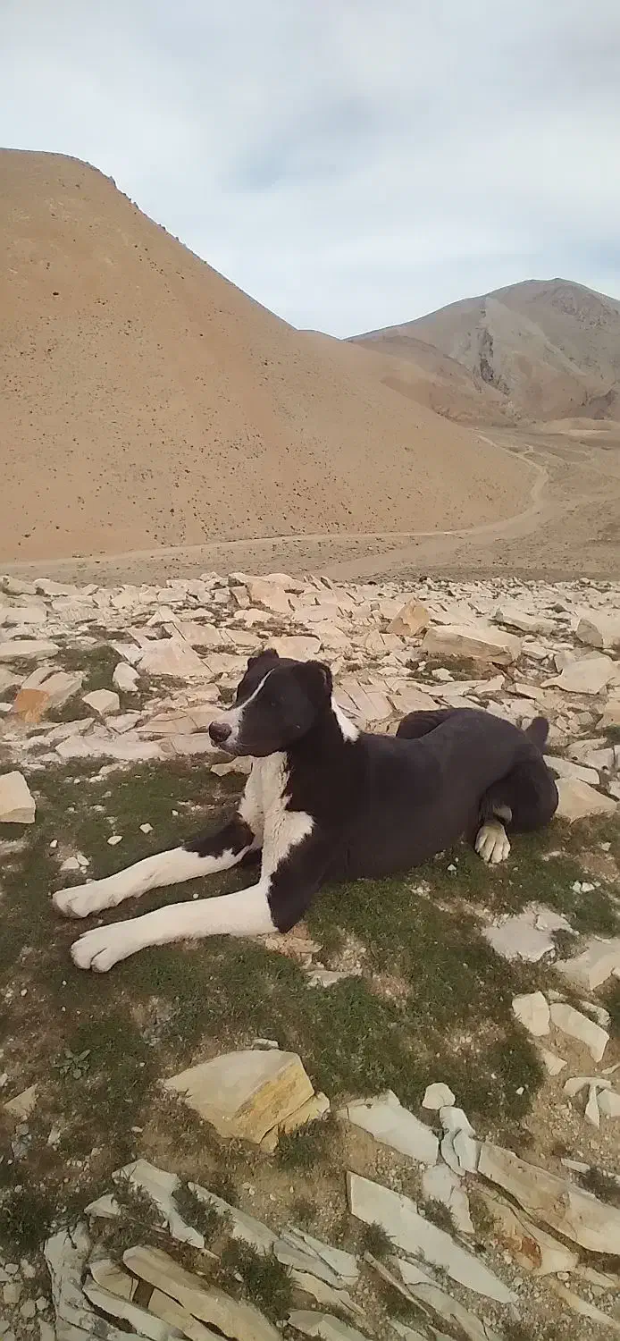 سگ گله|سگ|خنجین, |دیوار