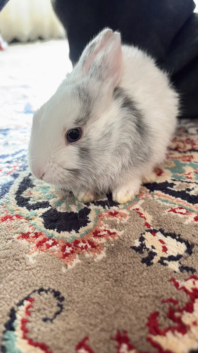 خرگوش|موش و خرگوش|خرم‌آباد, |دیوار