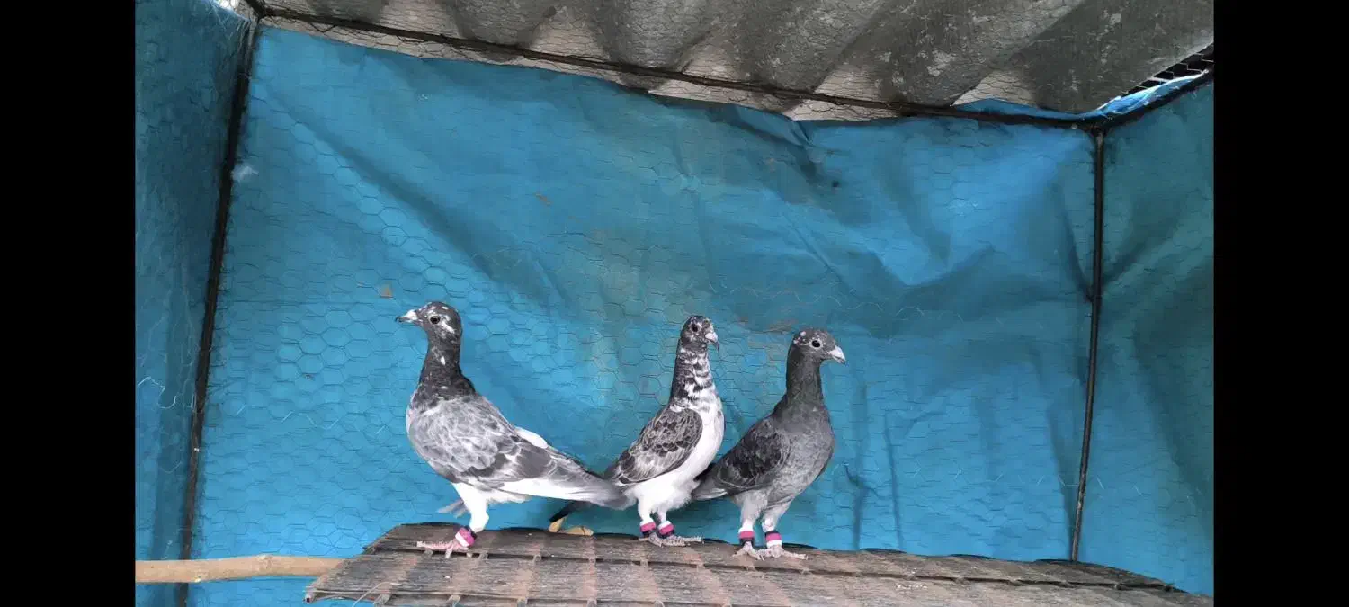 گمشده کبوتر|حیوانات|گناباد, |دیوار