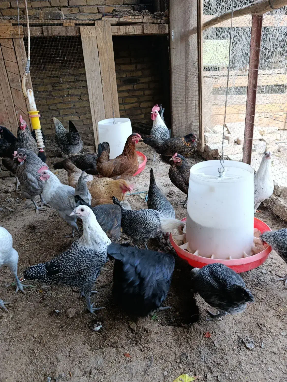 فروش مرغ وخروس|حیوانات مزرعه|اردکان, |دیوار