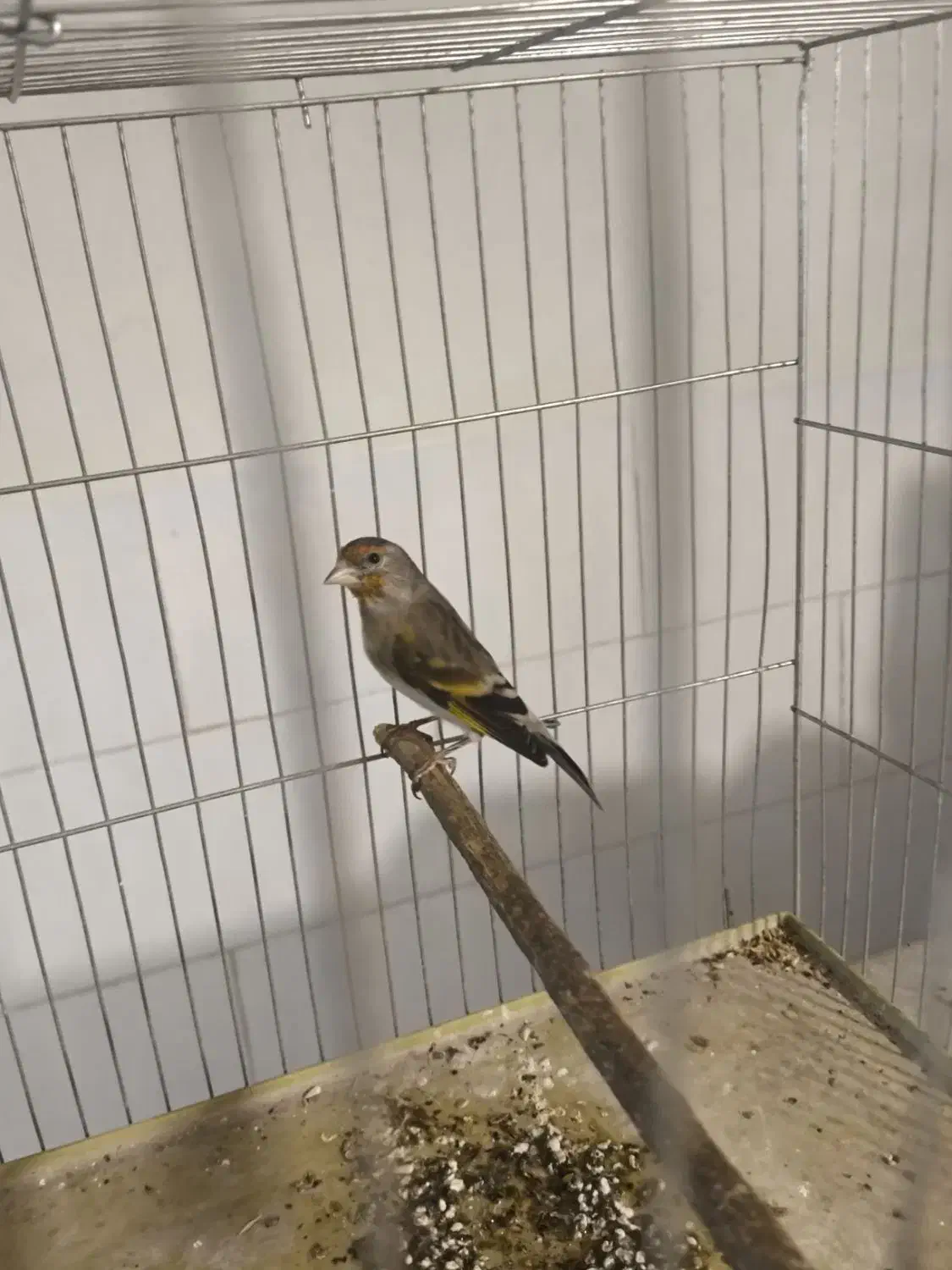 سهره قناری.سقا|پرنده|کرمان, |دیوار