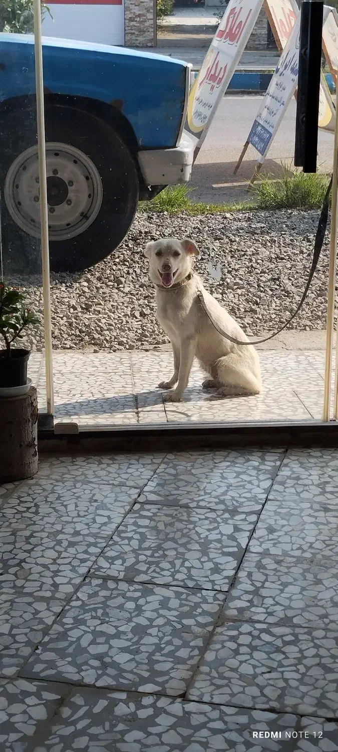 سگ اشپیتز حامله|سگ|قائم‌شهر, |دیوار