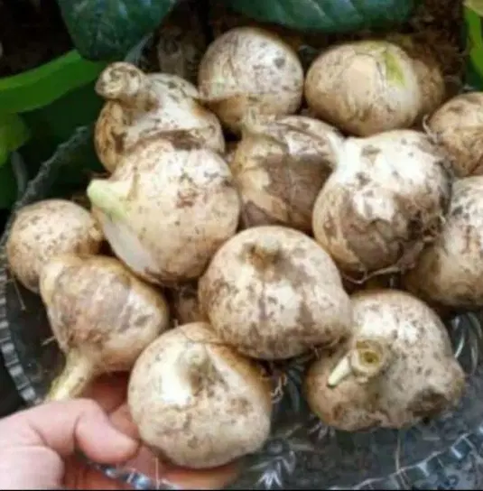موسیر|خوردنی و آشامیدنی|بهبهان, |دیوار