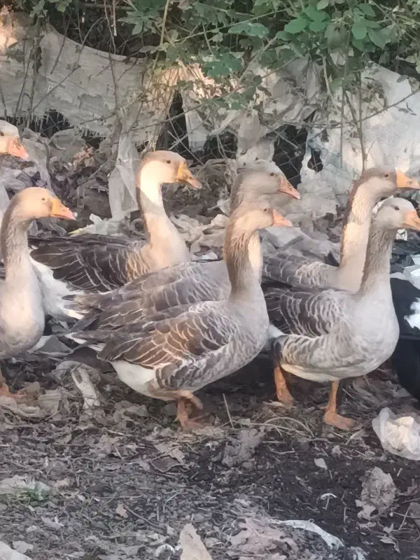 غاز درشت|حیوانات مزرعه|سنگر, |دیوار