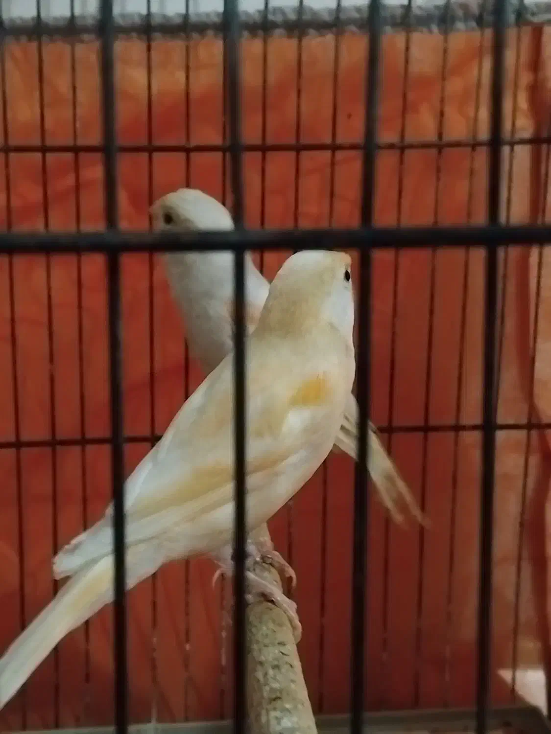 قناری موزاییکی|پرنده|آستانه اشرفیه, |دیوار