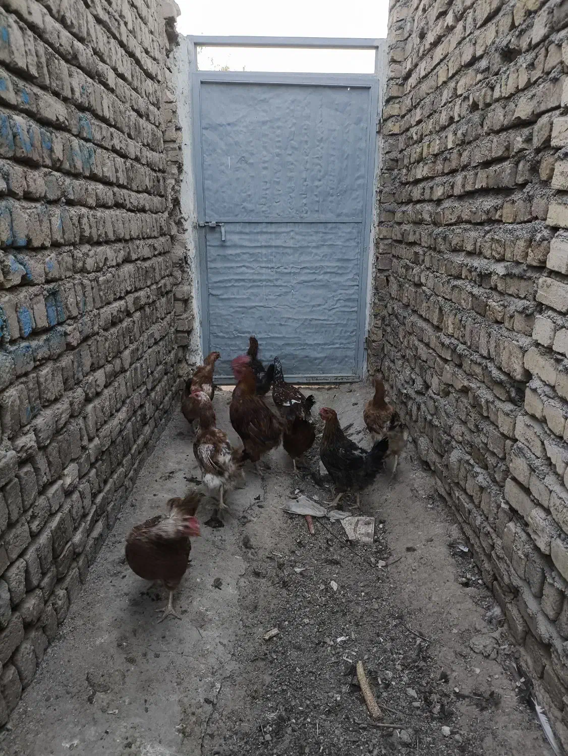 مرغ و خروس|حیوانات مزرعه|محمدیه-قزوین, |دیوار