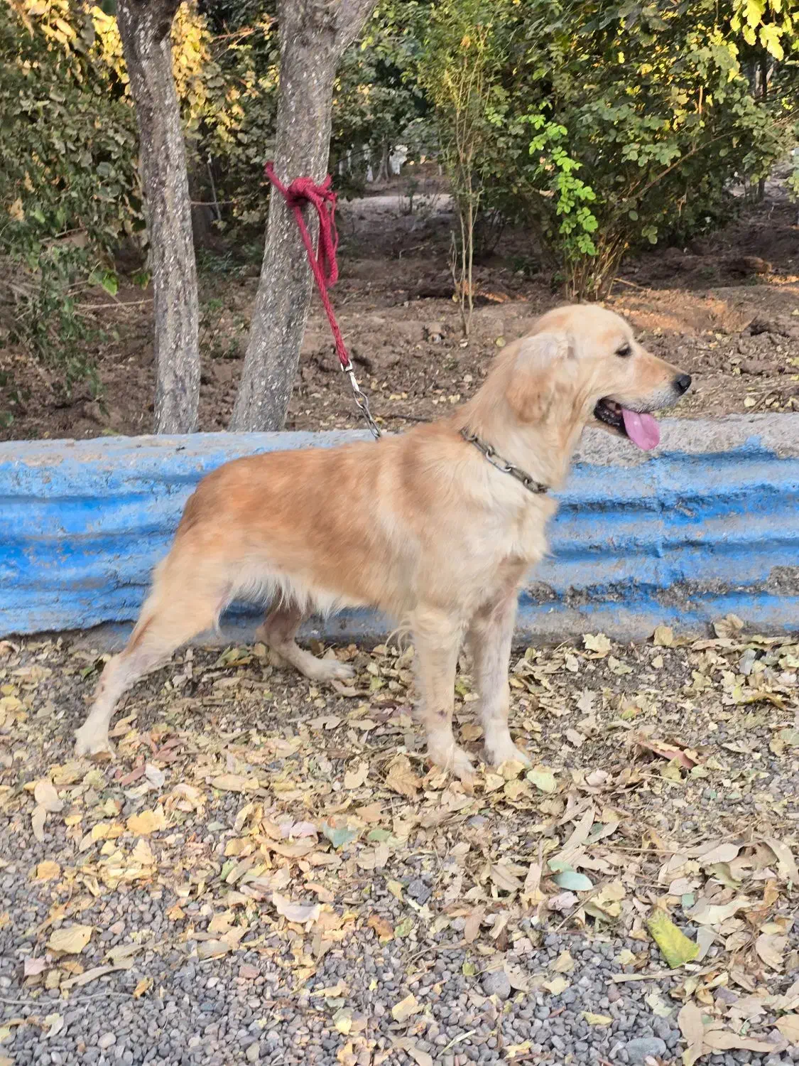 سگ افغان تایگر گلدن رتریور ژرمن بلک پامراشپیتز|سگ|کرمان, |دیوار