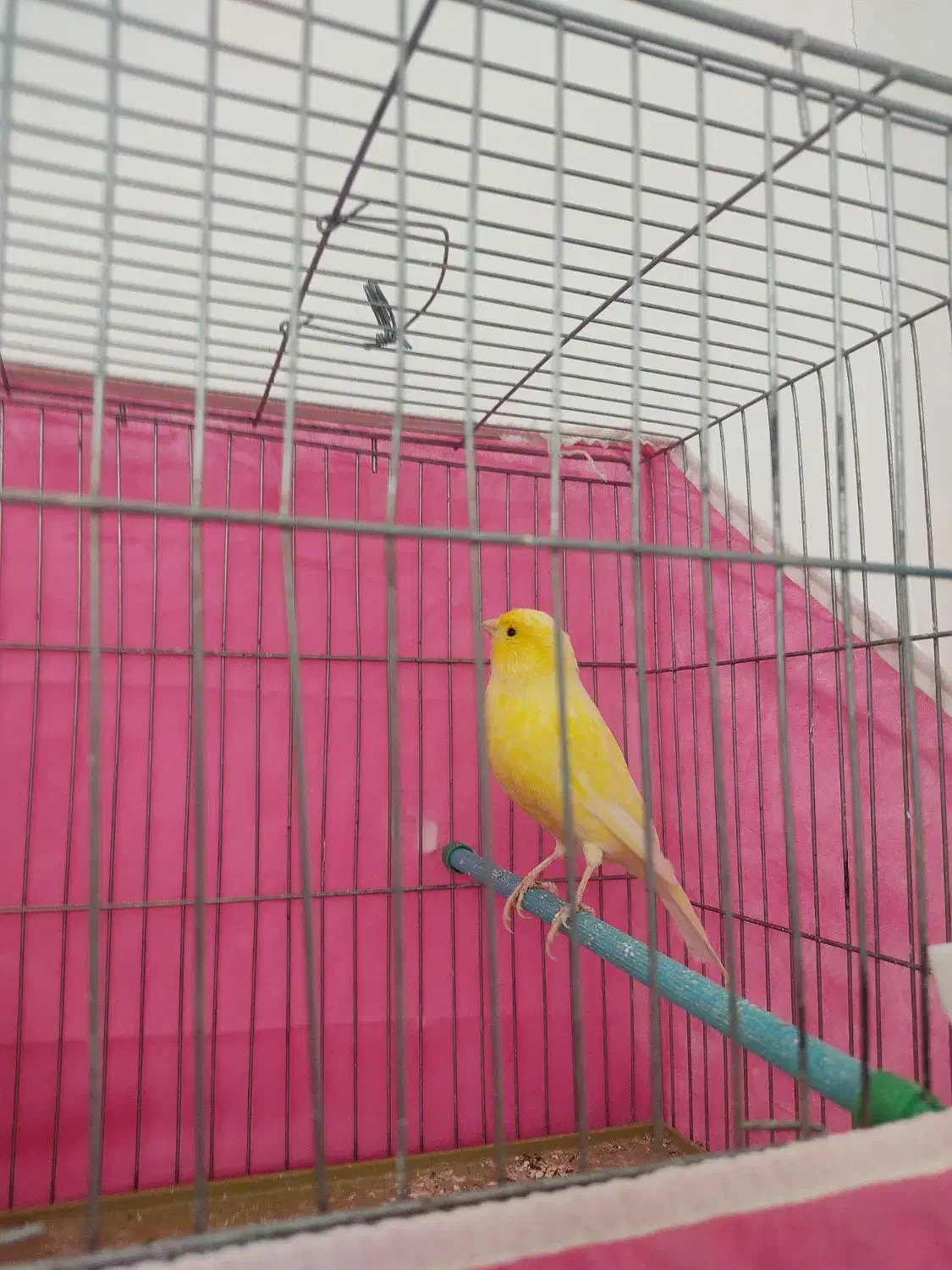 قناری ماده طلایی|پرنده|مبارکه, |دیوار