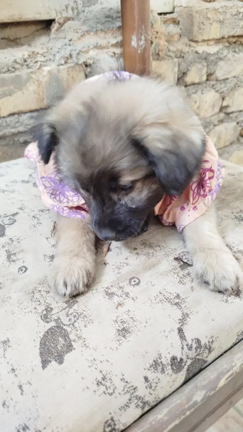 فروش توله سگ پا کوتاه|سگ|یزد, |دیوار