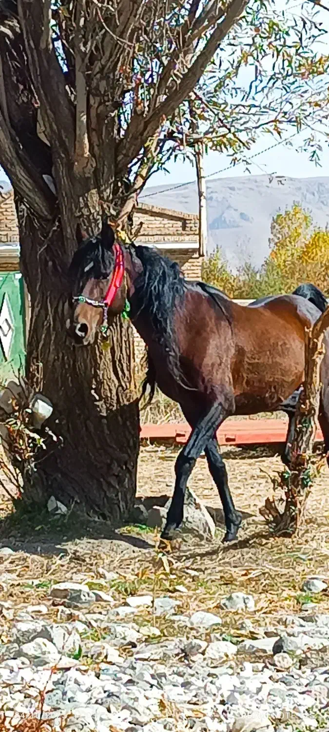 اسب نر|اسب و تجهیزات اسبسواری|سیلوانه, |دیوار