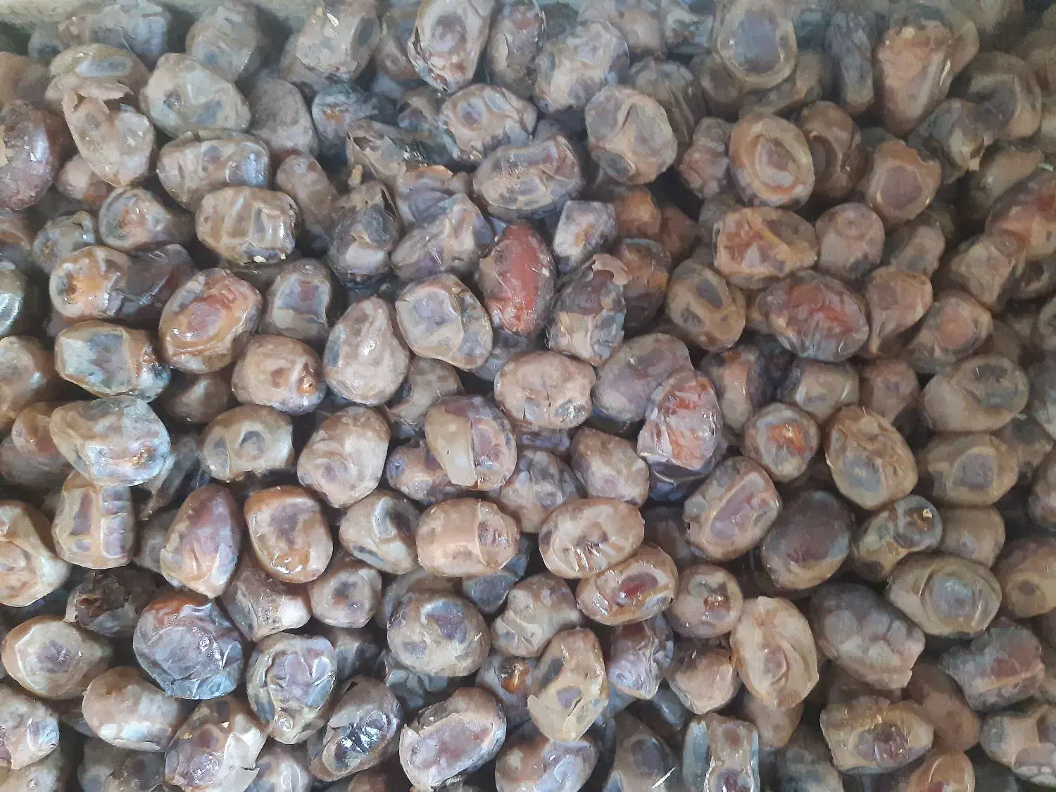فروش خرمای برحی درجه یک با قیمت مناسب|خوردنی و آشامیدنی|تهران, ائمه اطهار|دیوار