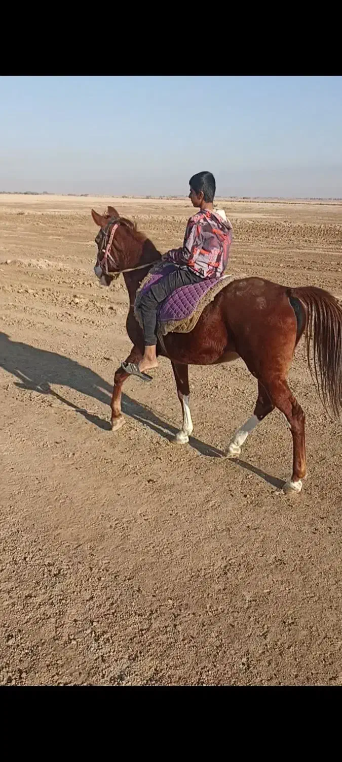 مادیان خالص ایرانی|اسب و تجهیزات اسب‌سواری|چمران, |دیوار