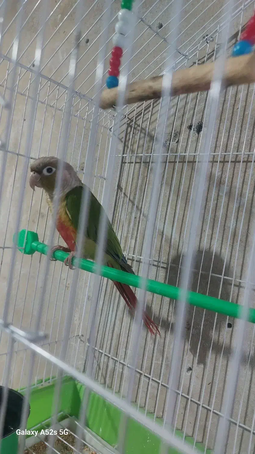 پرنده|پرنده|چالدران, |دیوار