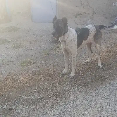 سگ ماده گله ای|سگ|هفدر, |دیوار