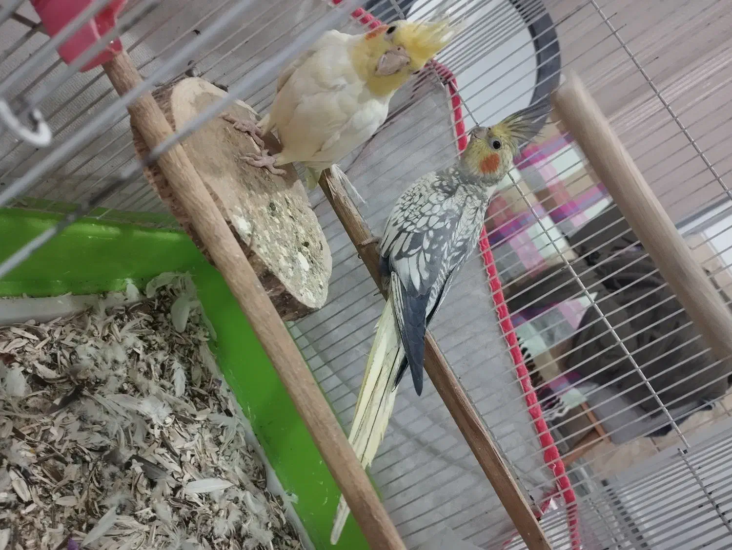 عروس هلندی|پرنده|شیراز, کوشک میدان|دیوار