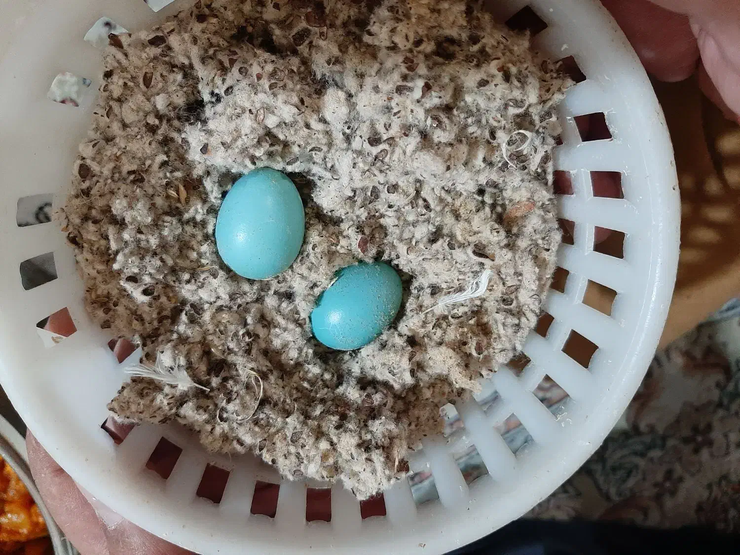 مرغ مینا سخنگو  قناری مست|پرنده|زرند, |دیوار