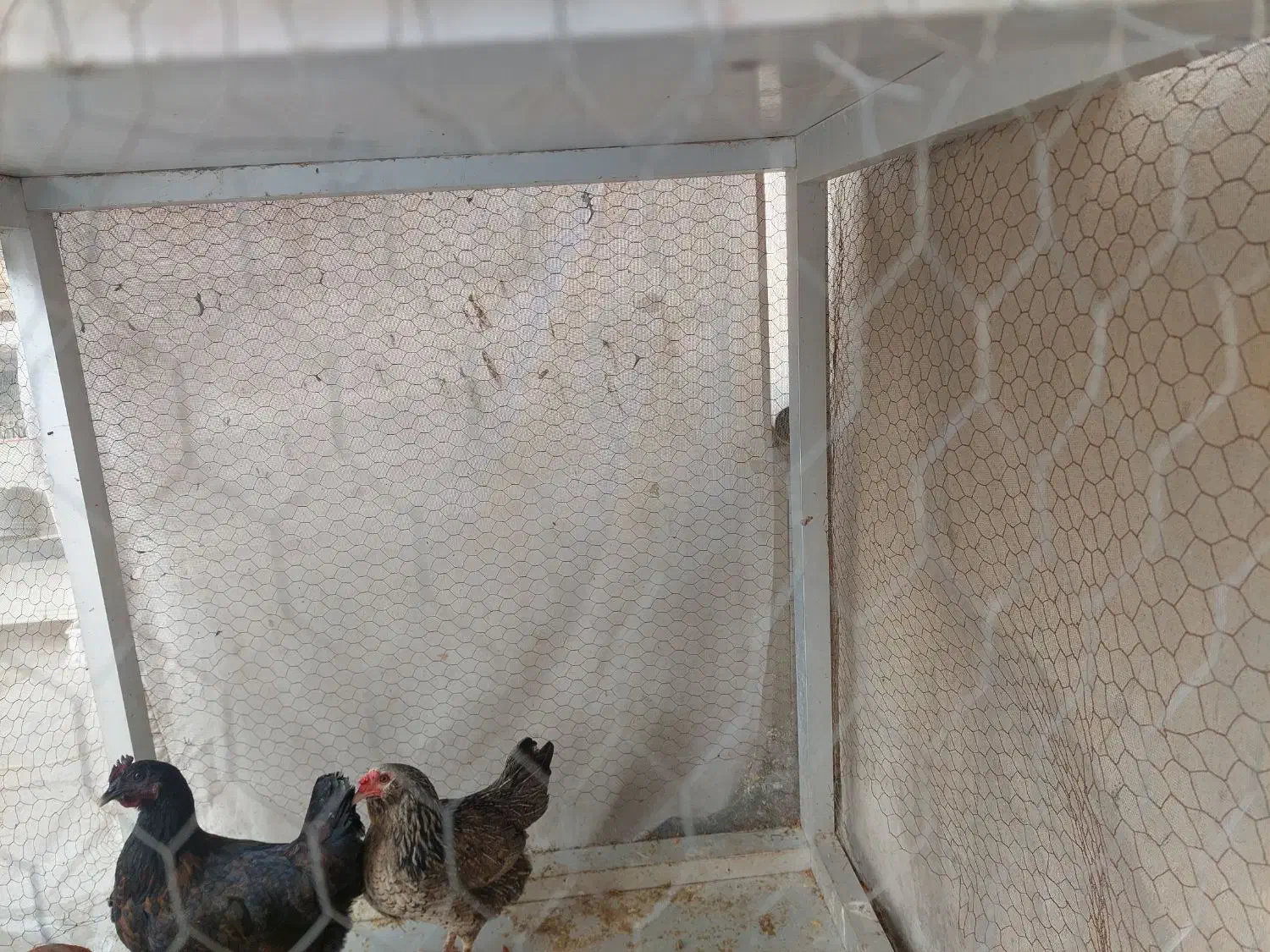 مرغ تخم گذار|حیوانات مزرعه|خرمشهر, |دیوار