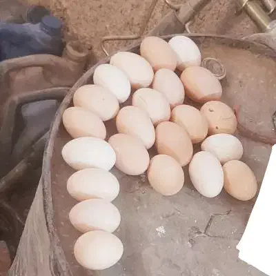 تخم مرغ نطفه دار روزانه|حیوانات مزرعه|خورموج, |دیوار