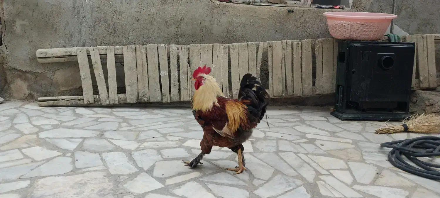 خروس برهما دهگلان|حیوانات مزرعه|دهگلان, |دیوار