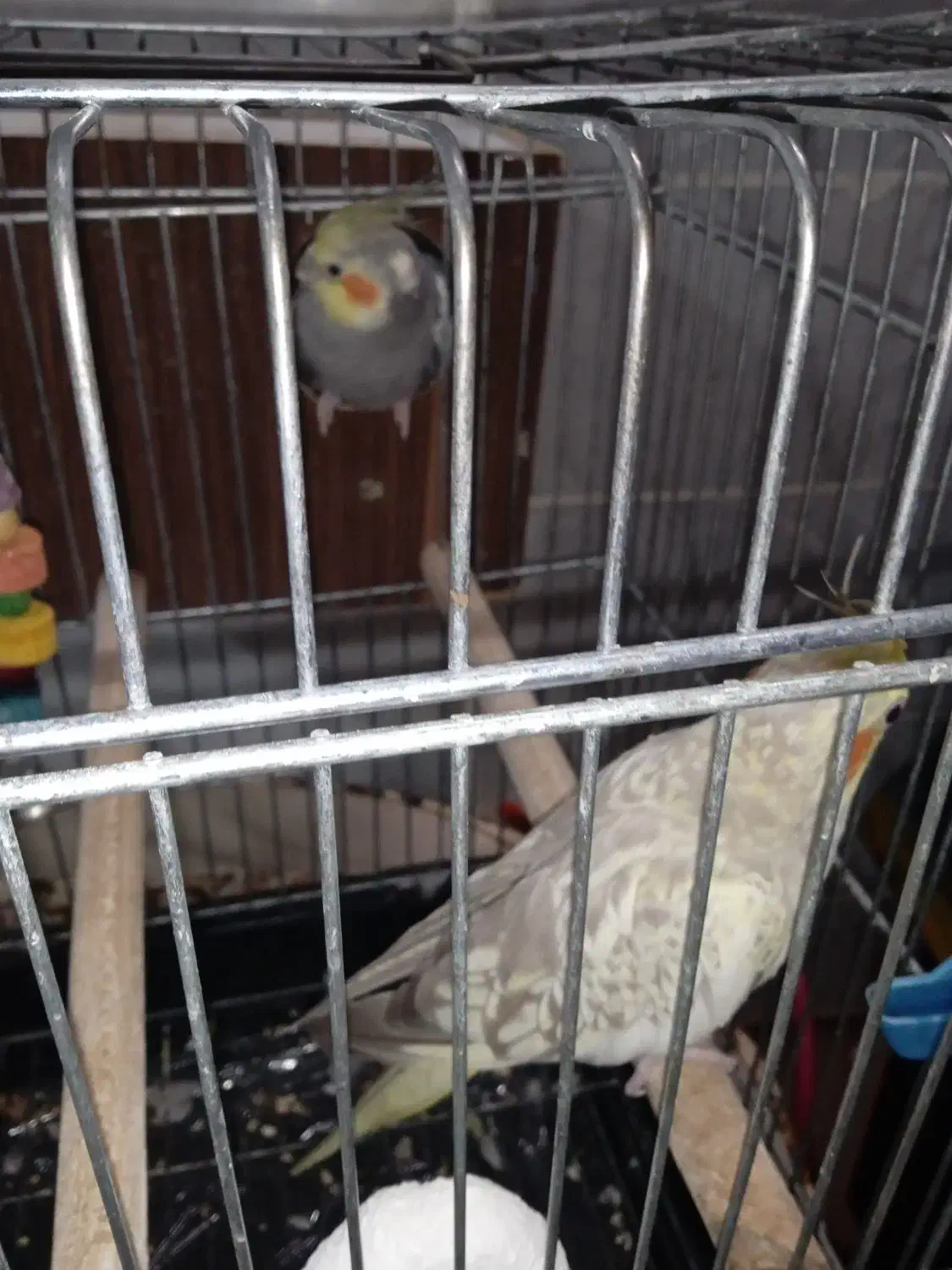 جفت عروس هلندی|پرنده|یزد, |دیوار