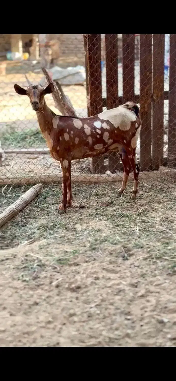 گوسفند و ثلال|حیوانات مزرعه|هندیجان, |دیوار