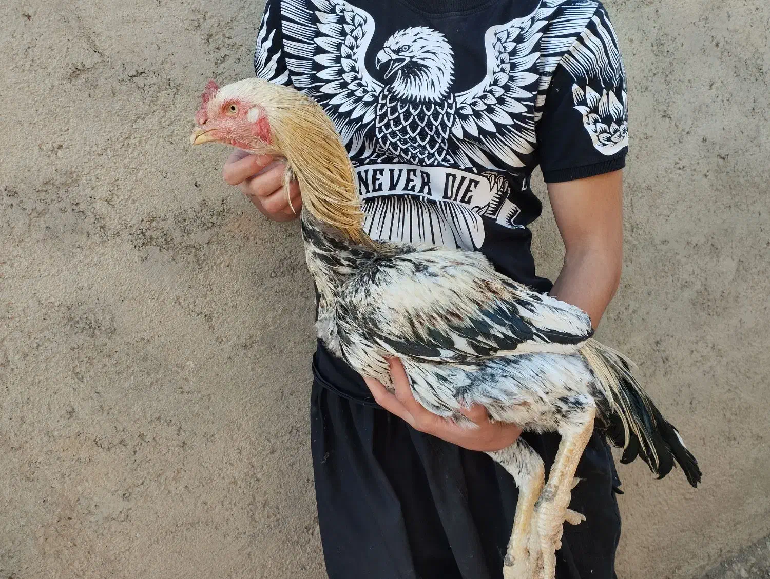 خروس لاری اصیل|حیوانات مزرعه|کبودرآهنگ, |دیوار