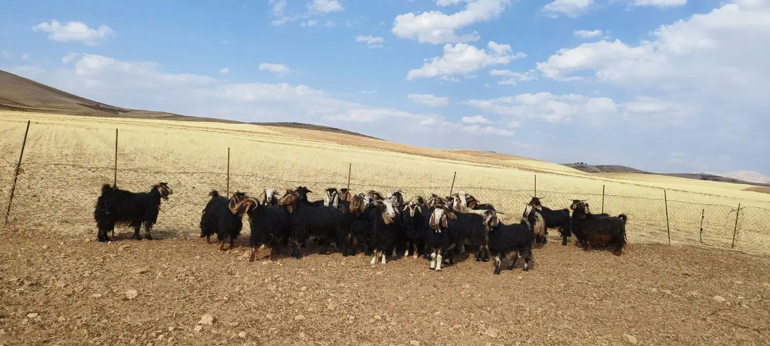 بز داشتی ایل|حیوانات مزرعه|سنندج, |دیوار