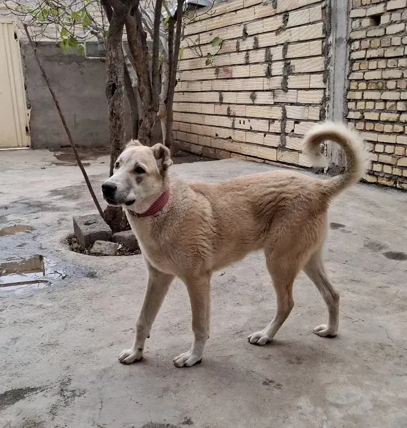 سگ گله|سگ|طارم (زنجان), |دیوار