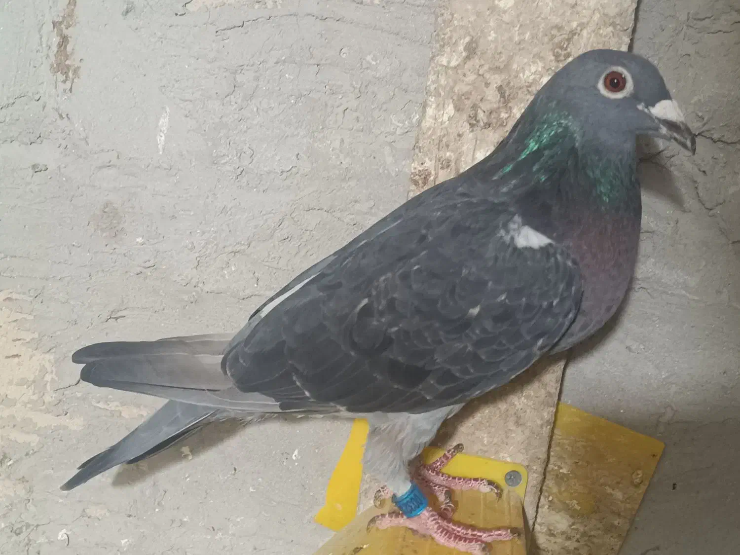 ماده ونروی|پرنده|اردبیل, |دیوار