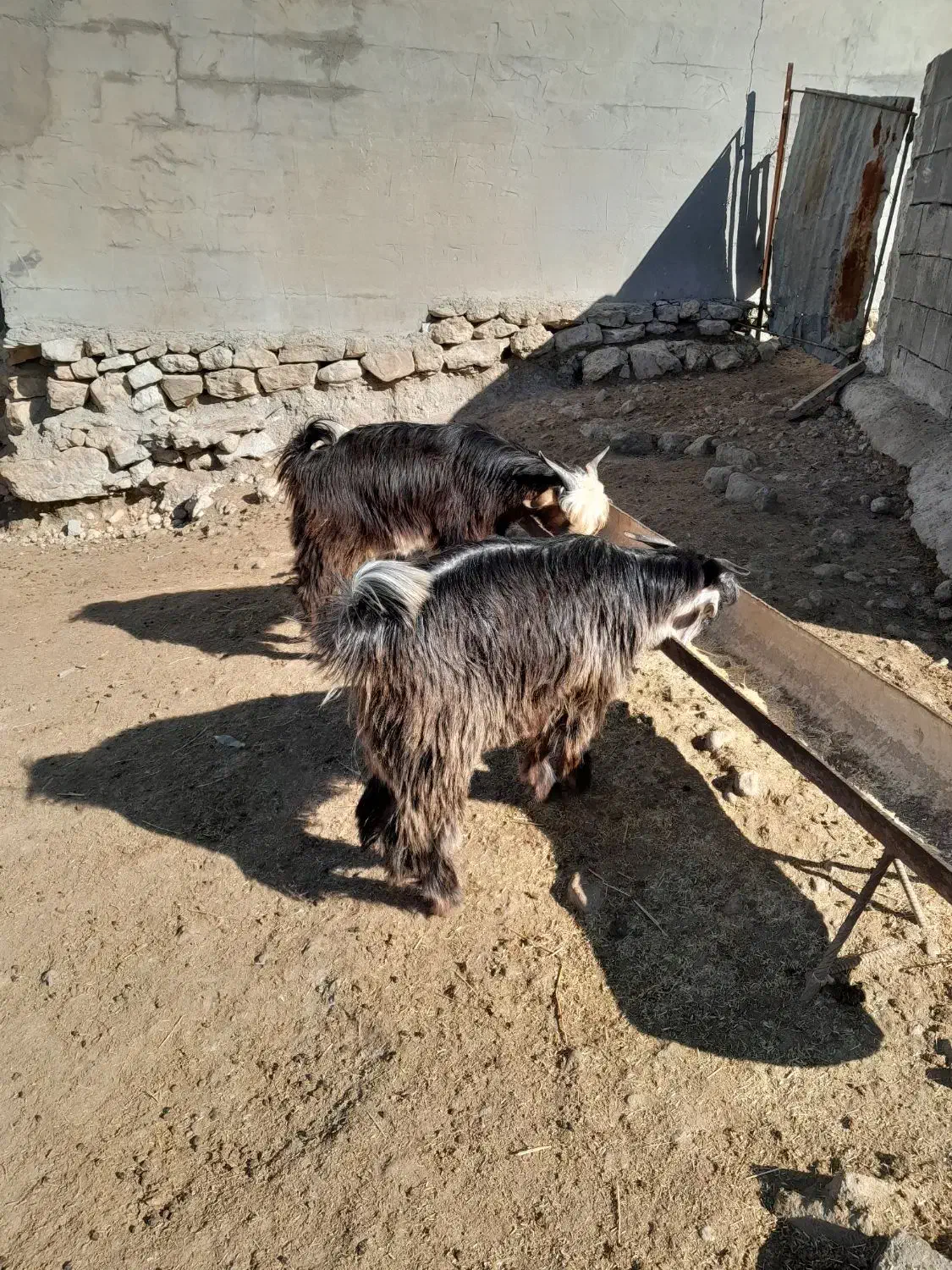 کهره|حیوانات مزرعه|ایذه, |دیوار