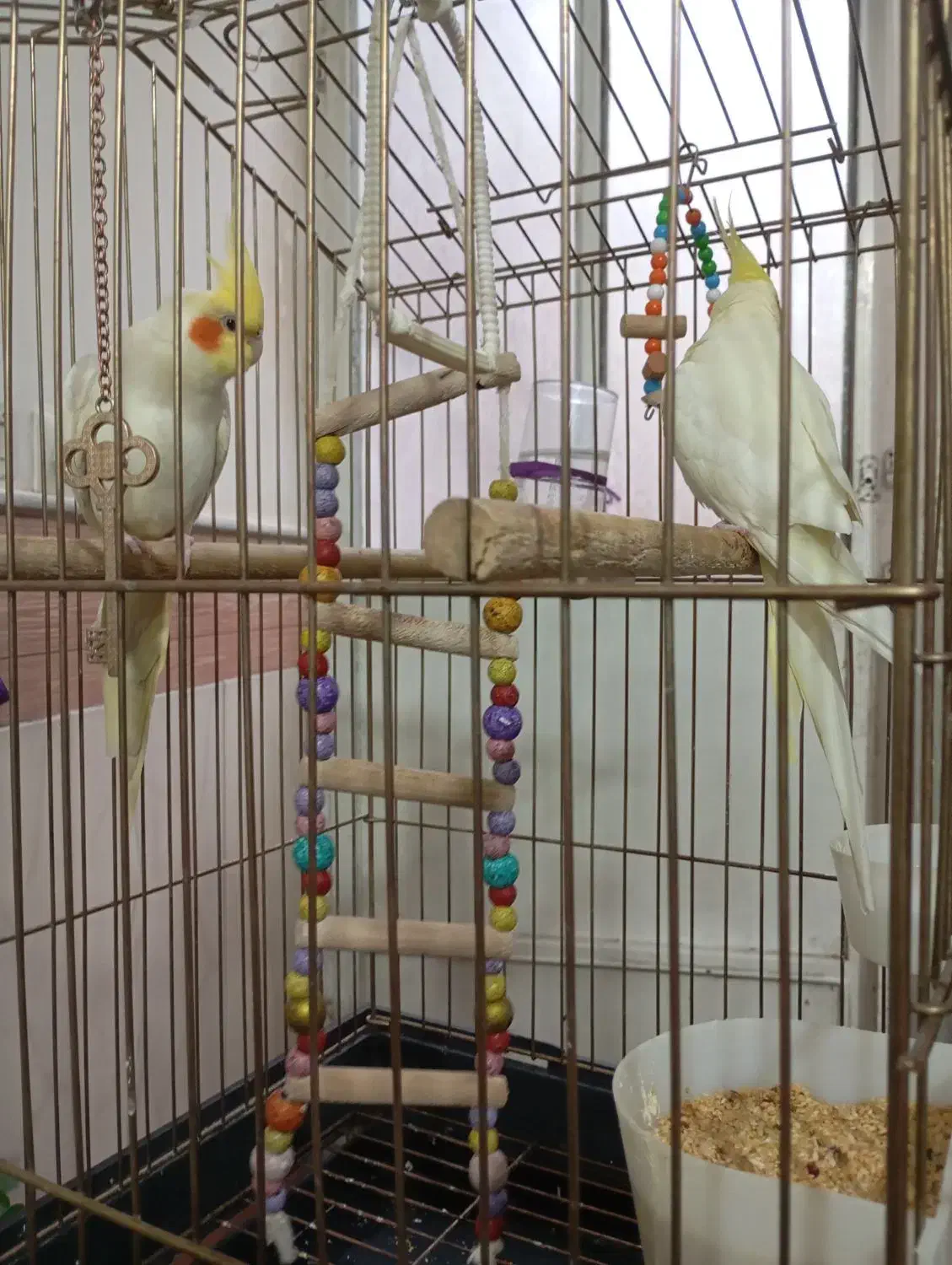 عروس هندی نر ماده|پرنده|قم, ولیعصر|دیوار