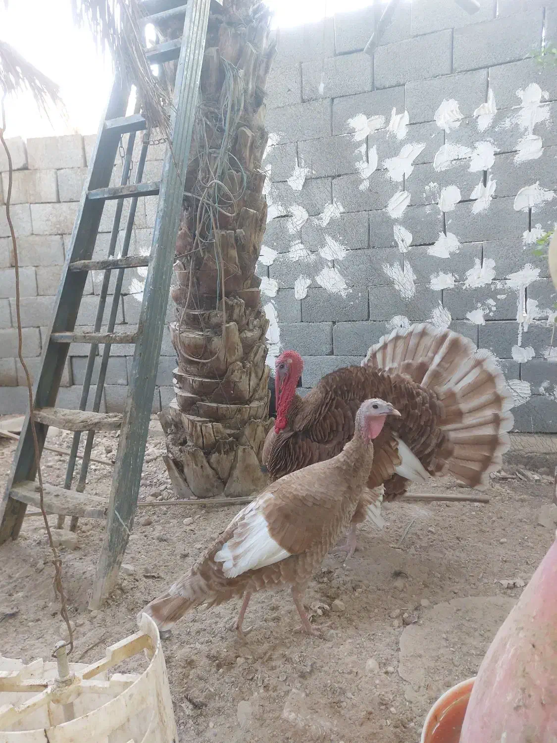 بوقلمون بوربون|حیوانات مزرعه|آبدان, |دیوار