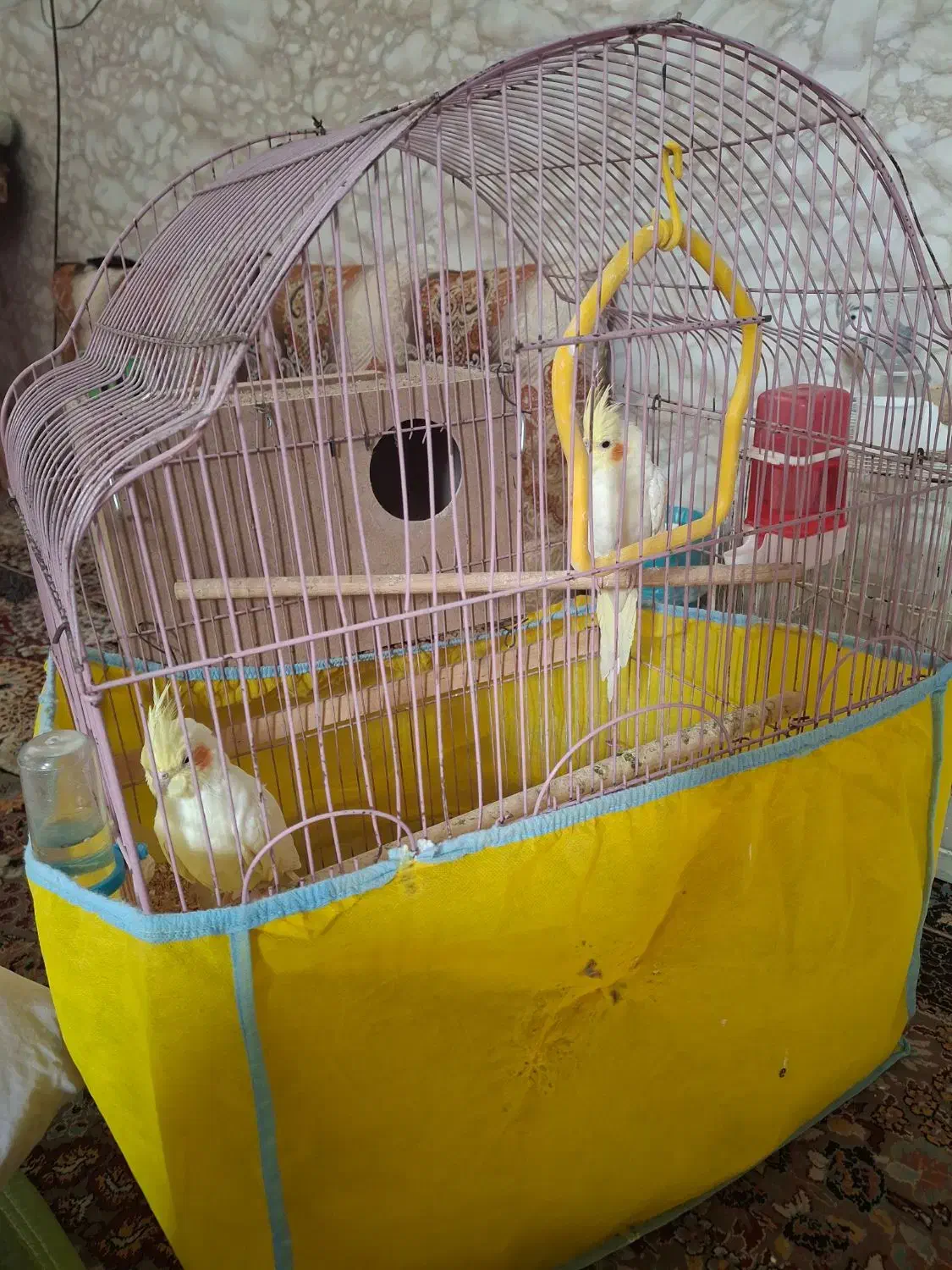 عروس هلندی|پرنده|یزد, |دیوار