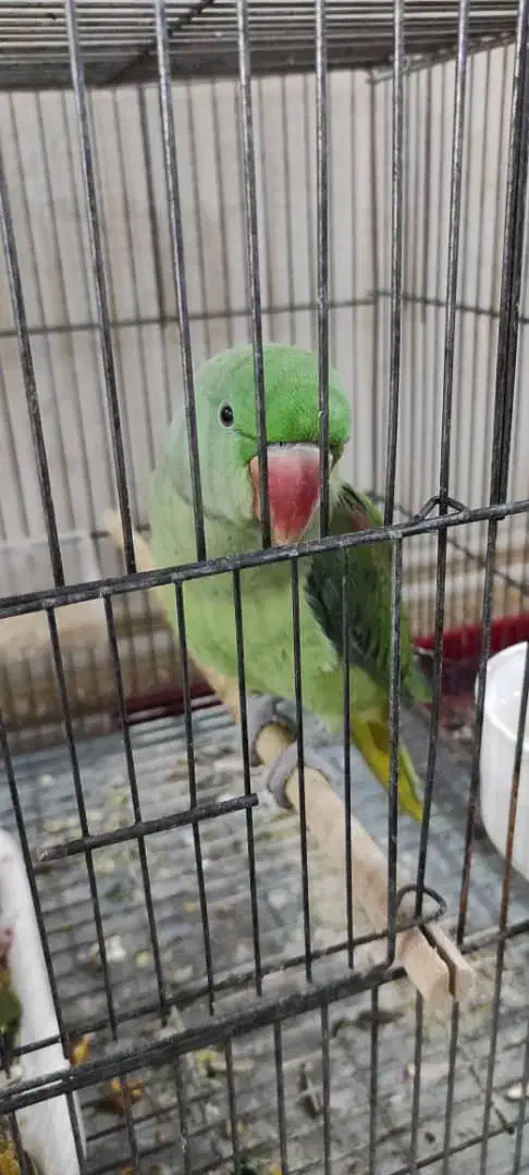 شاه طوطی سخن گوشرط نر|پرنده|شادگان, |دیوار