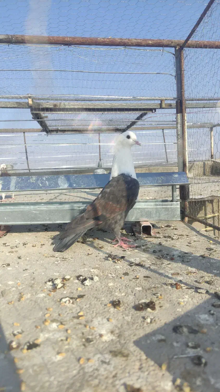 ۲۰ عدد کبوتررنگه|پرنده|آیسک, |دیوار