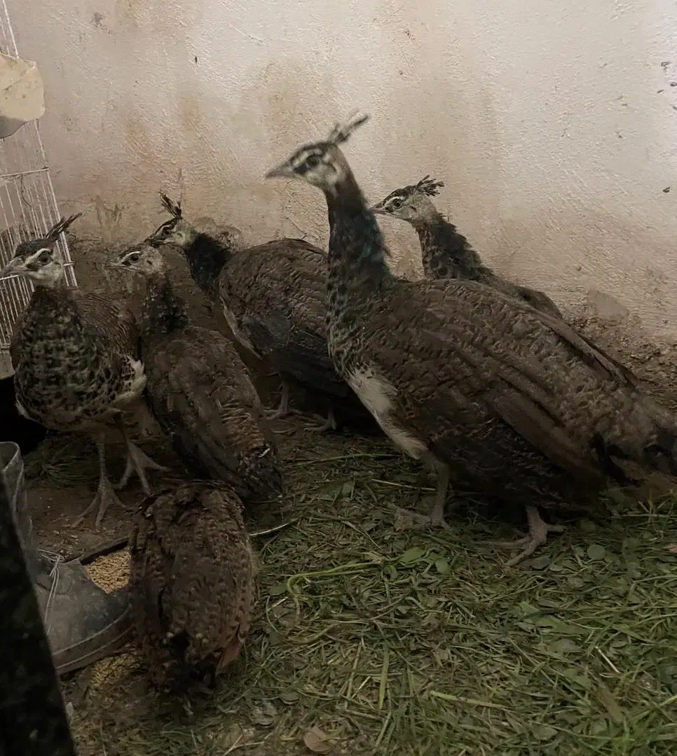 جوجه طاوس نر و ماده|پرنده|ماسال, |دیوار