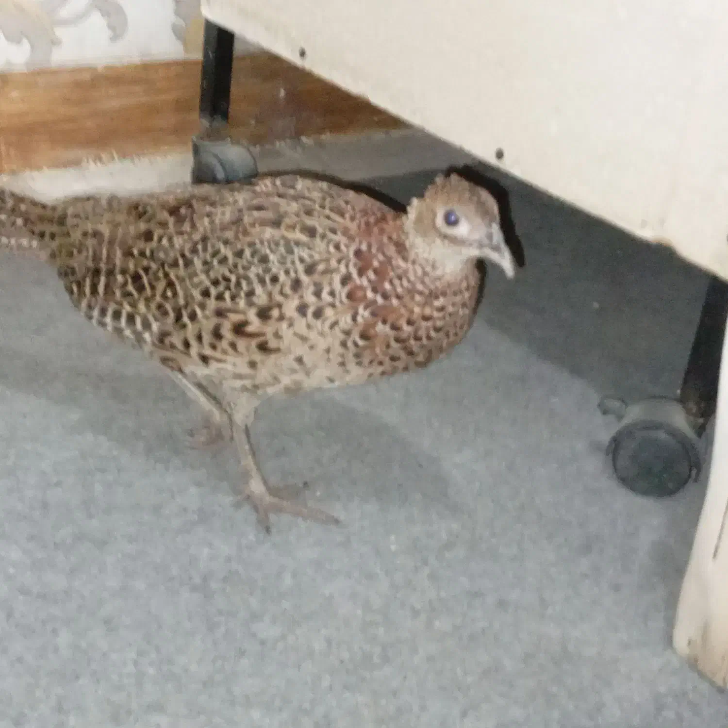 قرقابل|پرنده|مشهد, امیریه|دیوار