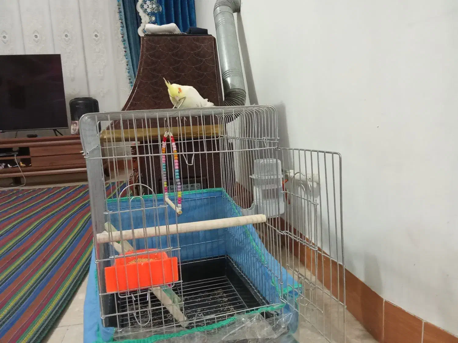 عروس هلندی|پرنده|مشکین‌دشت, |دیوار