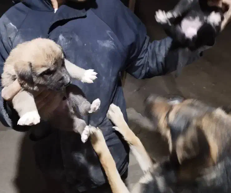 سلام توله سگ ژرمن چهار عدد نر و ماده|سگ|یزد, |دیوار