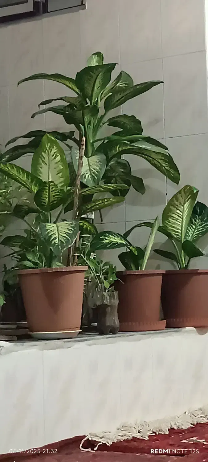 دیفن باخیا|گل و گیاه طبیعی|اهر, |دیوار