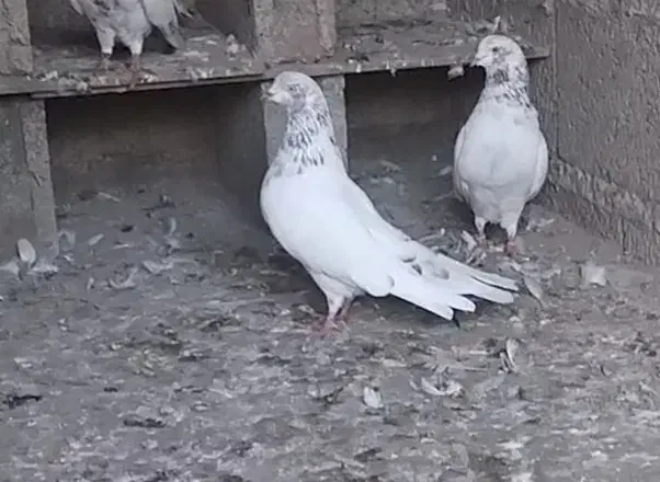 کبوتر پرشی|پرنده|لولمان, |دیوار