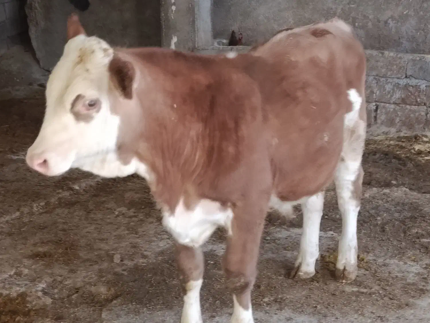 دوراس گوساله نر سیمینتال جنس یک یک آنتیک|حیوانات مزرعه|چگنی, |دیوار