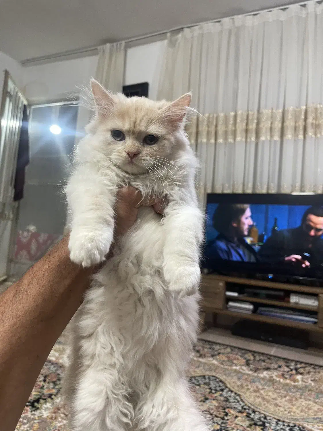 گربه گمشده|حیوانات|سبزوار, توحیدشهر|دیوار