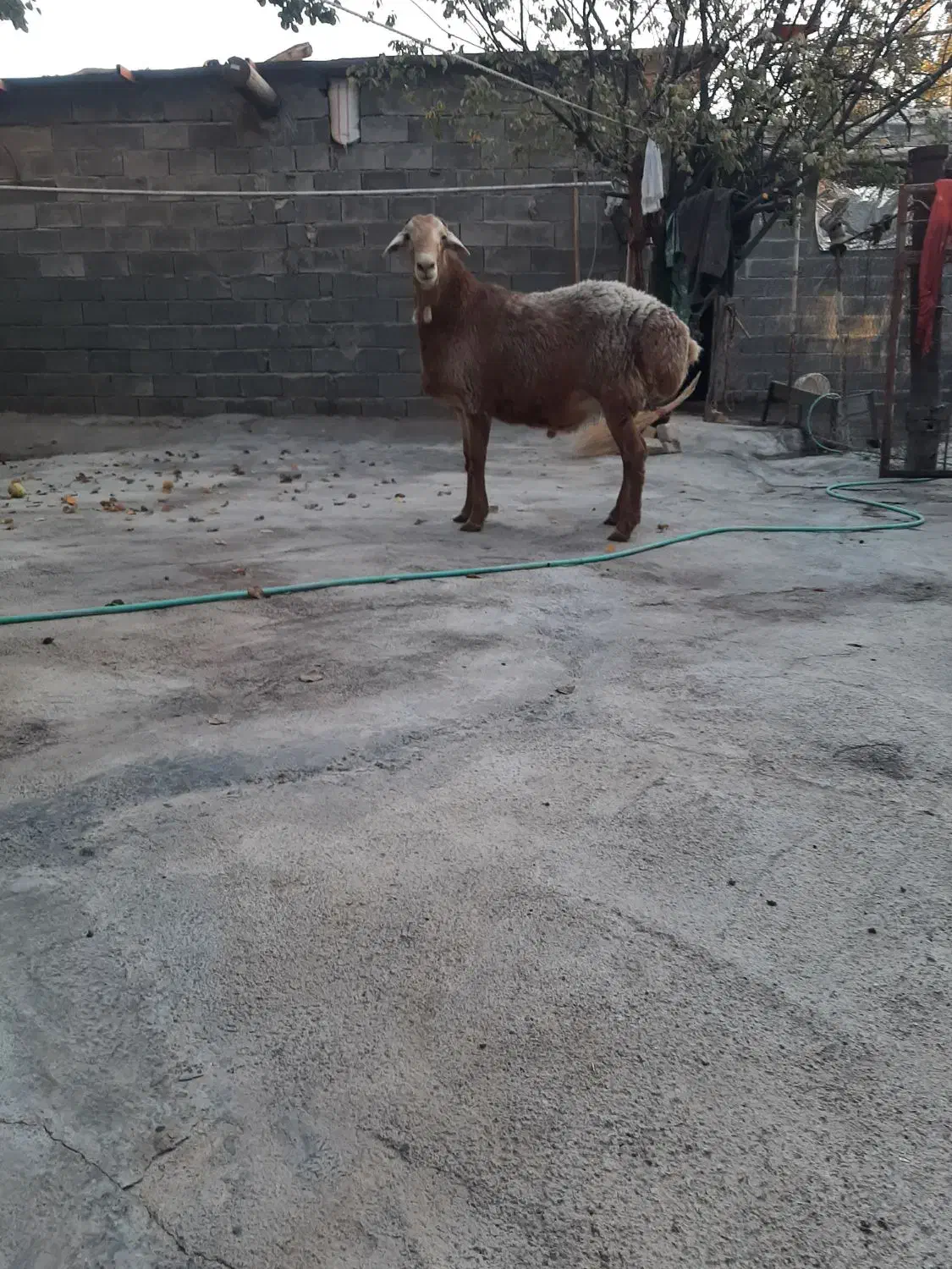 گوسفندقوچ مغان چینی|حیوانات مزرعه|دینور, |دیوار