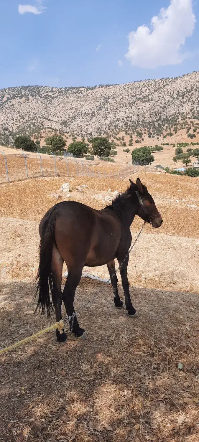 قاطر باری|اسب و تجهیزات اسبسواری|اردل, |دیوار