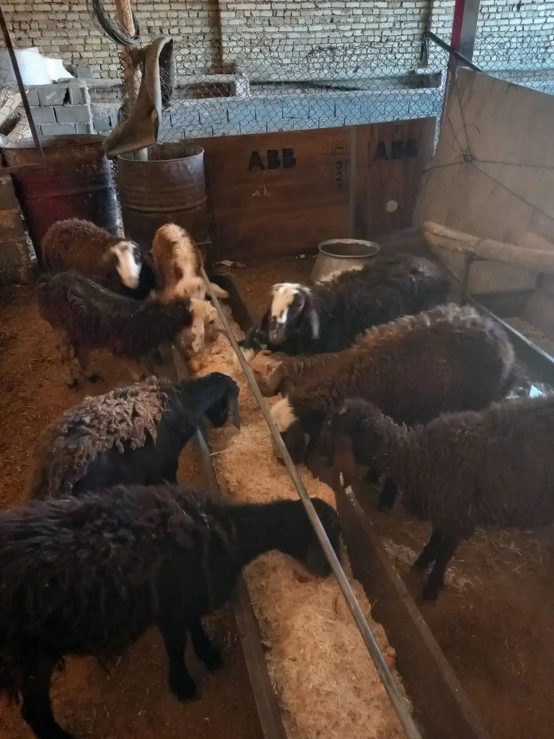 با سلام بره نرو ماده|حیوانات مزرعه|هشتگرد, خور|دیوار