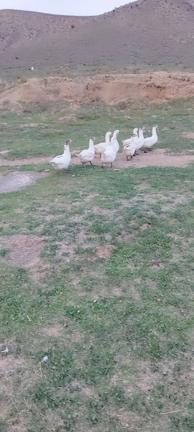 غاز قو|حیوانات مزرعه|بیله سوار, |دیوار