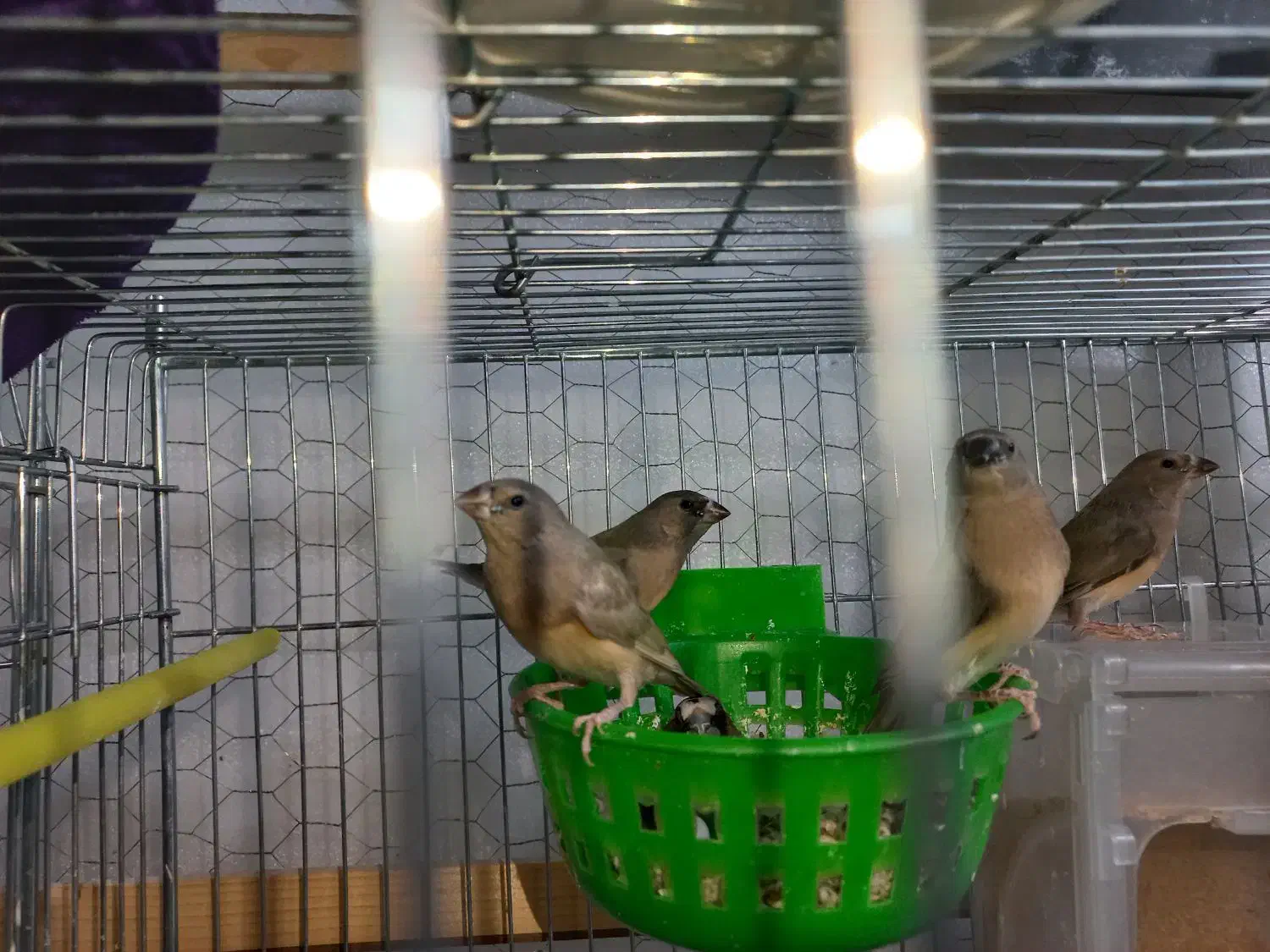 فنچ گلدین|پرنده|اسلام‌شهر, شهرک مفیدی|دیوار