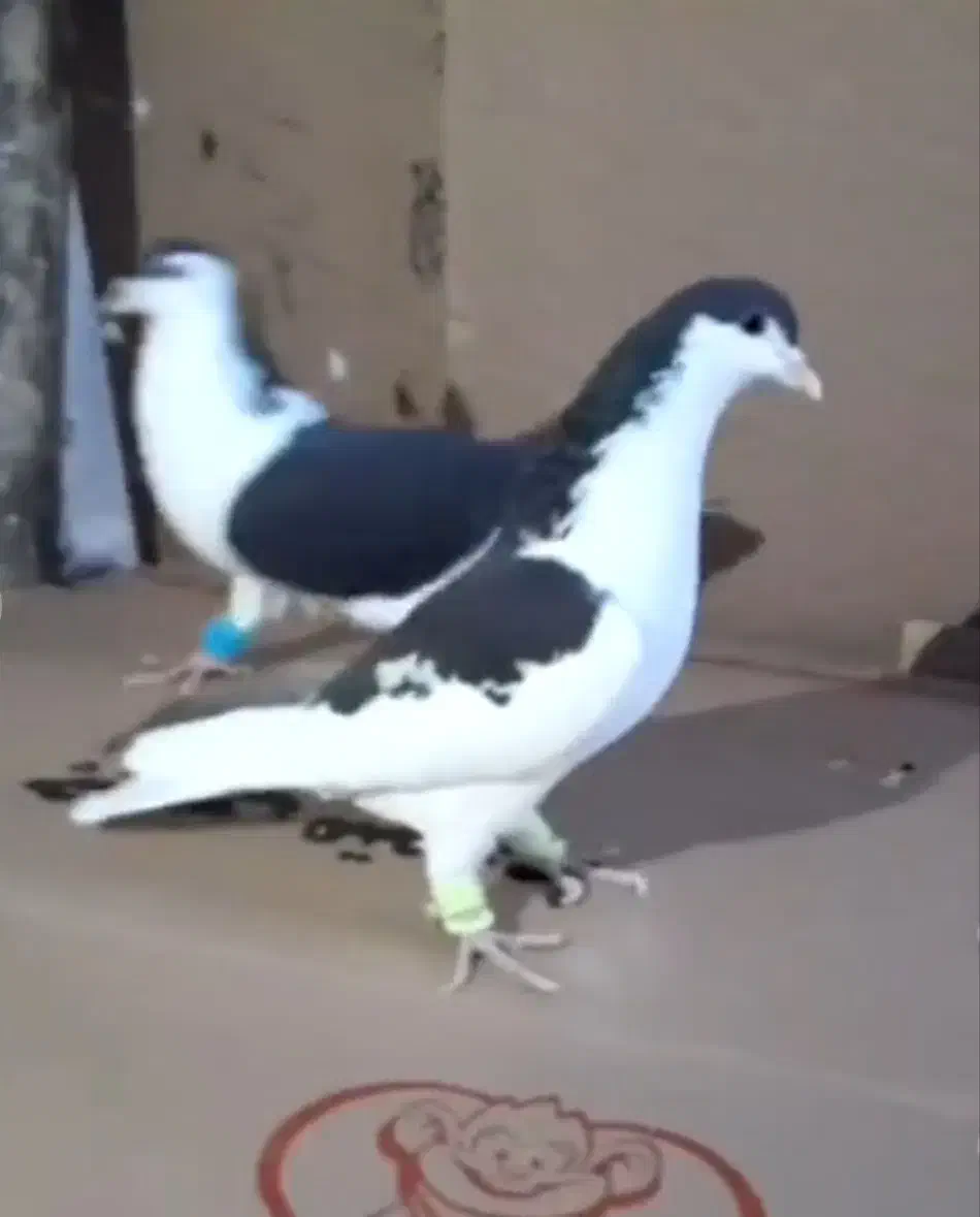 دوتا کبوتر ساده یکی چپ|پرنده|قائم‌شهر, |دیوار